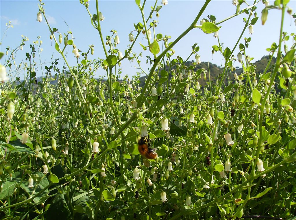 Salpichroa origanifolia / Salpicroa